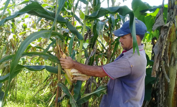 Nueva Guinea: Productores de maíz esperan buena cosecha