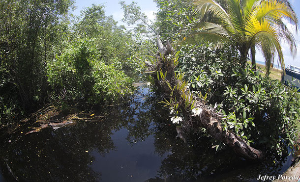 Corn Island: Madre Tierra, Tesoro Ancestral