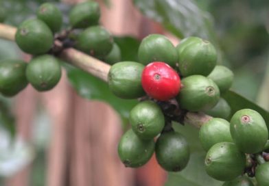 Productores de café en Nueva Segovia con buenas expectativas para esta cosecha