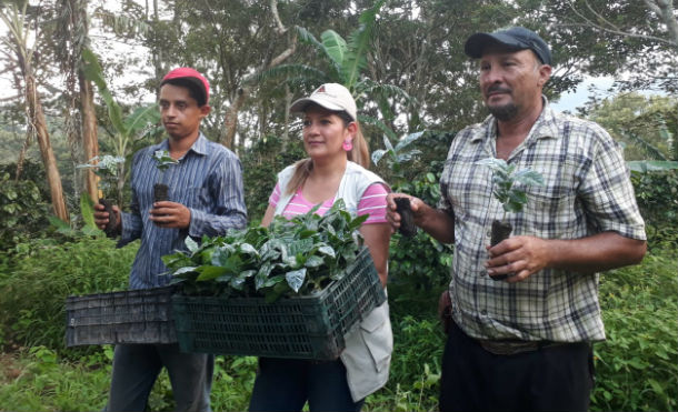 Matagalpa: INTA entrega plantas de café de alta calidad y tolerancia contra la roya 