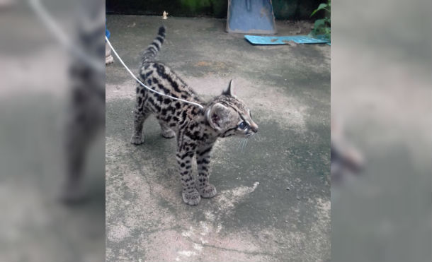 Decomisan un tigrillo en Bonanza, especie en peligro de extinción