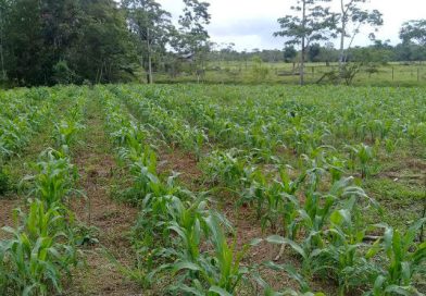 Caribe Norte: Protagonistas de los territorios indígenas optimistas con la producción de granos y crianza de cerdos
