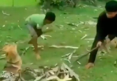 3 valientes niños salvan a un perrito de una enorme serpiente!