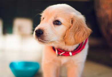 ¿Por qué la nariz de los perros es húmeda?
