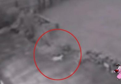 Un “gato fantasma” desconcierta a los usuarios de las redes sociales