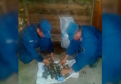 Fuerza Naval decomisa conchas negras a traficantes ilegales