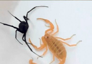 Increíble batalla entre una viuda negra contra un escorpión causó gran impacto