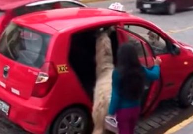 Turistas captan a llama abordando un taxi como si fuera un pasajero más y causa furor en Internet