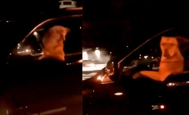 Facebook: mujeres graban a perro "manejando" una camioneta 4x4 en plena carretera