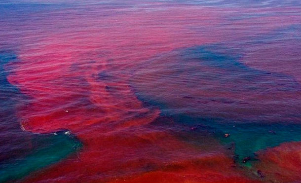 Marea Roja se moviliza y probablemente de aquí al viernes salga del país
