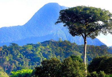 Nicaragua ya cuenta con línea base para medir emisiones de nuestros bosques