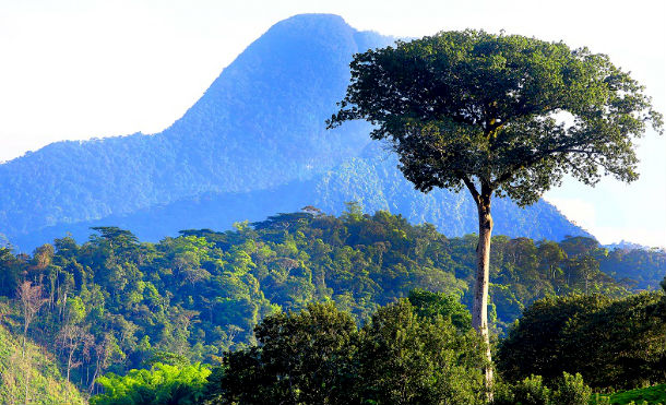 Nicaragua ya cuenta con línea base para medir emisiones de nuestros bosques