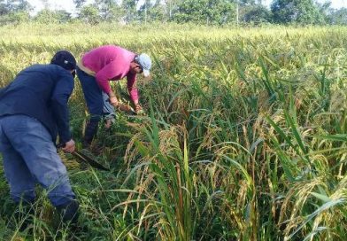 Nueva Guinea: INTA y Misión de Taiwán promueven siembra de bancos de semillas de arroz
