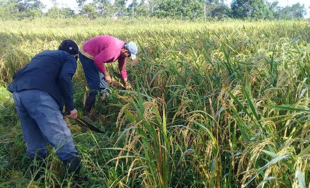 Nueva Guinea: INTA y Misión de Taiwán promueven siembra de bancos de semillas de arroz
