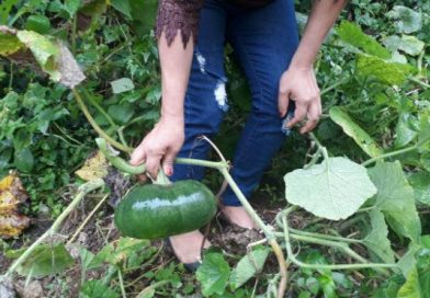 finca frutos programa trabajo esfuerza dedicacion familia economia