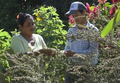 Nueva Segovia: Protagonista del programa Patio Saludable sale adelante cultivando su pequeña parcela