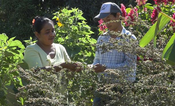 Nueva Segovia: Protagonista del programa Patio Saludable sale adelante cultivando su pequeña parcela