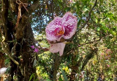 Realizan lanzamiento departamental de la observación de orquídeas en Carazo