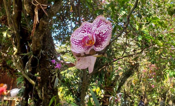 Realizan lanzamiento departamental de la observación de orquídeas en Carazo