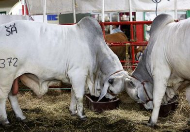 Feria Hatofer y foro lechero se realizan en Camoapa