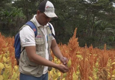 Nueva Segovia: INTA presenta nueva variedad de amaranto de alta calidad nutricional