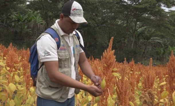 Nueva Segovia: INTA presenta nueva variedad de amaranto de alta calidad nutricional