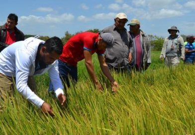 Boaco: Productores de San Lorenzo comparten experiencia de cultivo de arroz con misión técnica de Taiwán