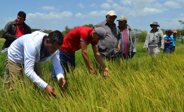 Boaco: Productores de San Lorenzo comparten experiencia de cultivo de arroz con misión técnica de Taiwán