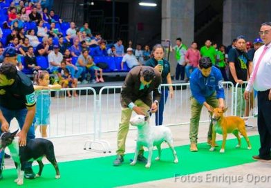 Nicaragua es anfitriona de la exposición canina internacional de la ABKC