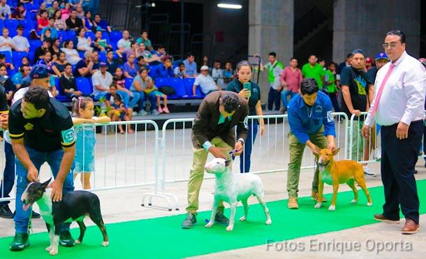 Nicaragua es anfitriona de la exposición canina internacional de la ABKC