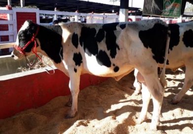 Nicaragua país libre de fiebre aftosa sin vacunación