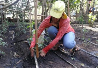 Petrona Eunice Pérez, ejemplo de compromiso y eficiencia con su patio saludable en Chinandega