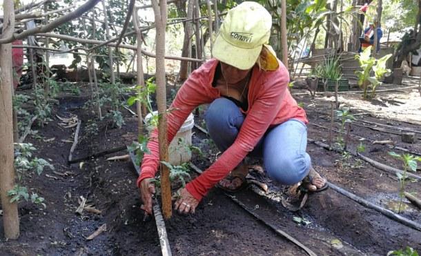 Petrona Eunice Pérez, ejemplo de compromiso y eficiencia con su patio saludable en Chinandega