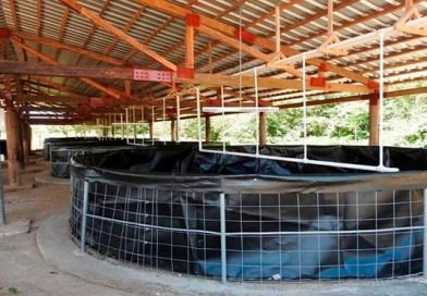 Avanza construcción de centro para producción de róbalo en Laguna de Perlas