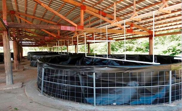 Avanza construcción de centro para producción de róbalo en Laguna de Perlas