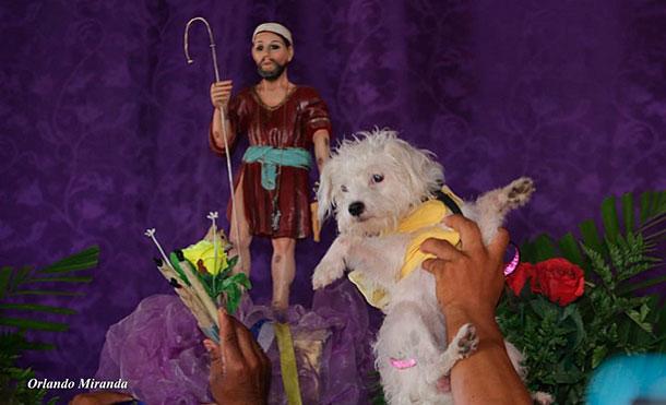 Los perritos de Masaya se visten de gala para celebrar a San Lázaro