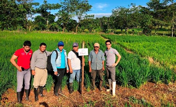 Nueva Guinea: INTA Y China (Taiwán) sembrarán nuevos Bancos de Semilla de Arroz