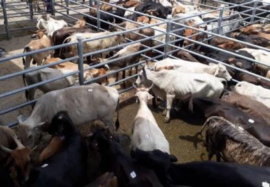 Anuncian feria agropecuaria en Matagalpa