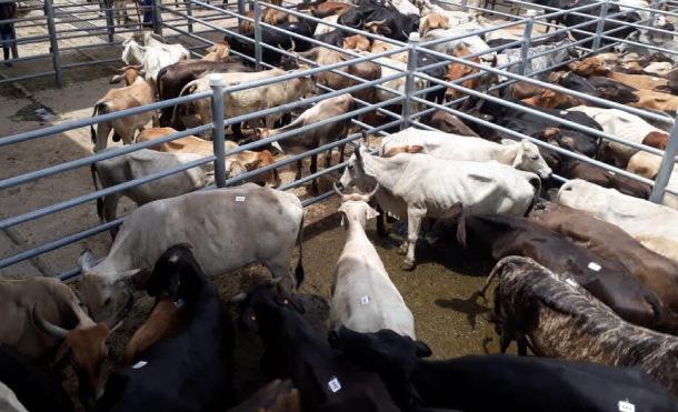 Anuncian feria agropecuaria en Matagalpa