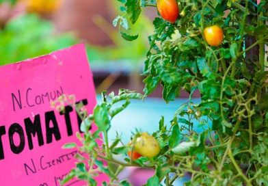 Inicia campaña de construcción de huertos escolares