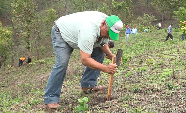 Realizan lanzamiento de Jornada Nacional de reforestación en Nueva Segovia