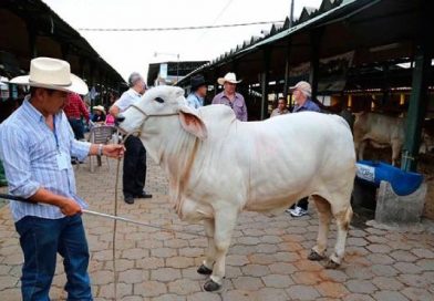 Organización Mundial de Sanidad Animal ratifica estatus sanitarios de Nicaragua