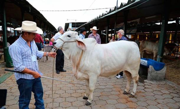 Organización Mundial de Sanidad Animal ratifica estatus sanitarios de Nicaragua