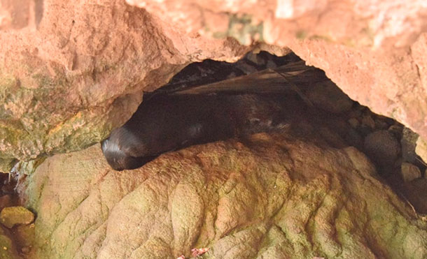Aparece león marino en bocana de Poneloya