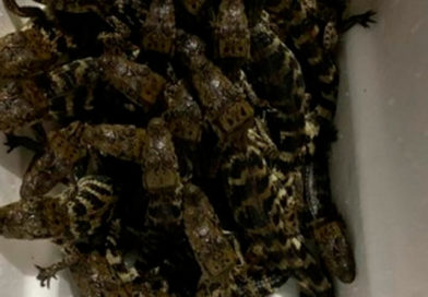 39 cocodrilos que eran transportados de manera hacinada en una hielera
