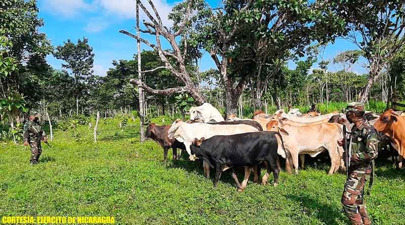 Ejército de Nicaragua logra recuperar 31 cabezas de ganado que habían sido robadas en El Tortuguero