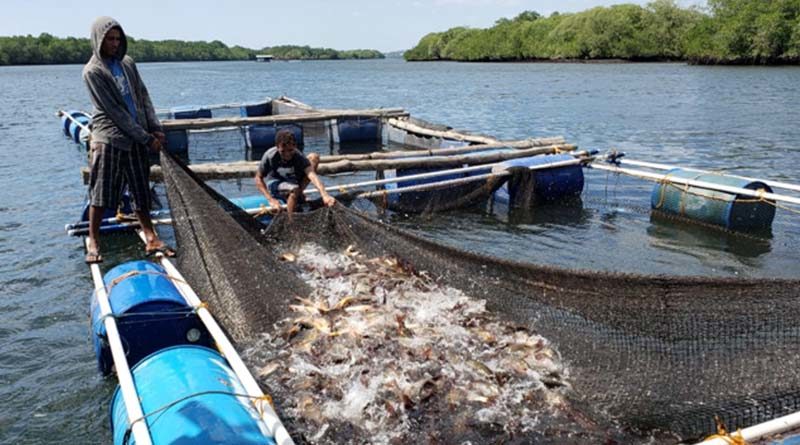 Pescadores de cooperativas de El Viejo desarrollan segunda cosecha de pargo lunajero