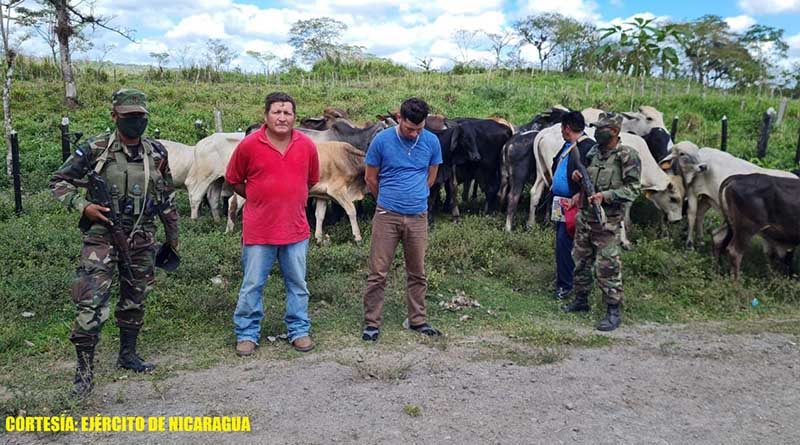 Semovientes recuperados y ciudadanos retenidos por el Ejército de Nicaragua