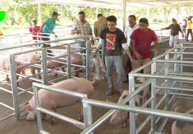 Granja de Mejoramiento Genético Porcino ubicada en el Centro de Desarrollo Tecnológico de la comunidad Campos Azules en Masatepe