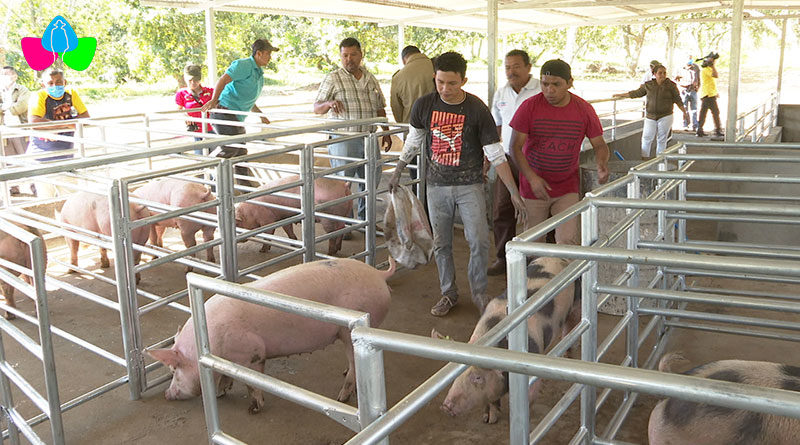 Granja de Mejoramiento Genético Porcino ubicada en el Centro de Desarrollo Tecnológico de la comunidad Campos Azules en Masatepe